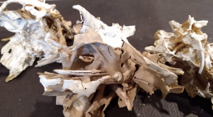 MUJERES EN OBRA – OBRA DE MUJERES